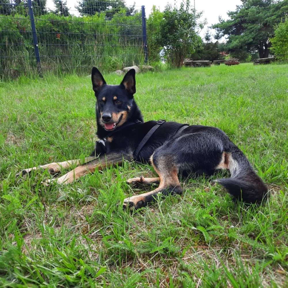 Hundetreffen-Gemeinsame Gassirunde-Profilbild