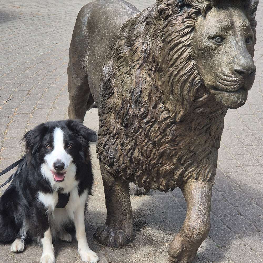 Hundetreffen-Spiel & Spaß & Spazieren-Profilbild