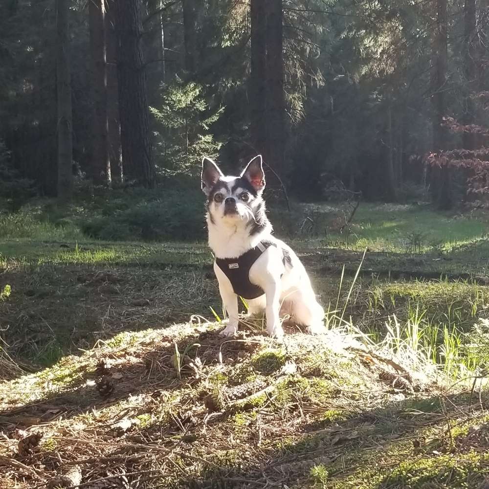 Hundetreffen-Hundefreunde & Spaziergang-Profilbild