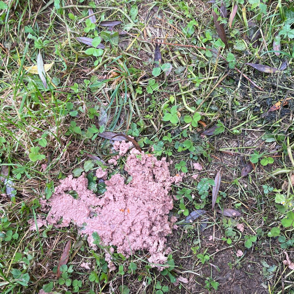 Giftköder-Fleisch Fund-Profilbild