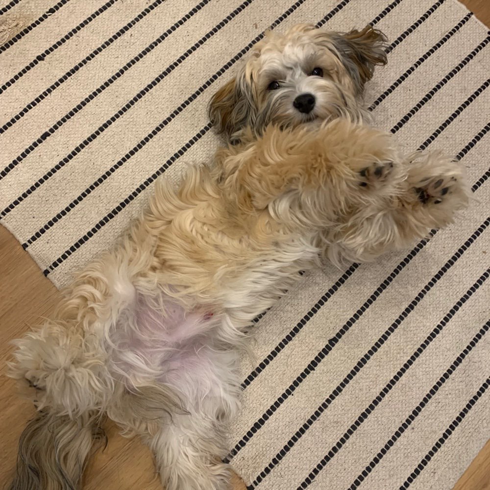 Hundetreffen-Junghunde-Treffen in der Eilenriede/Hannover List-Profilbild