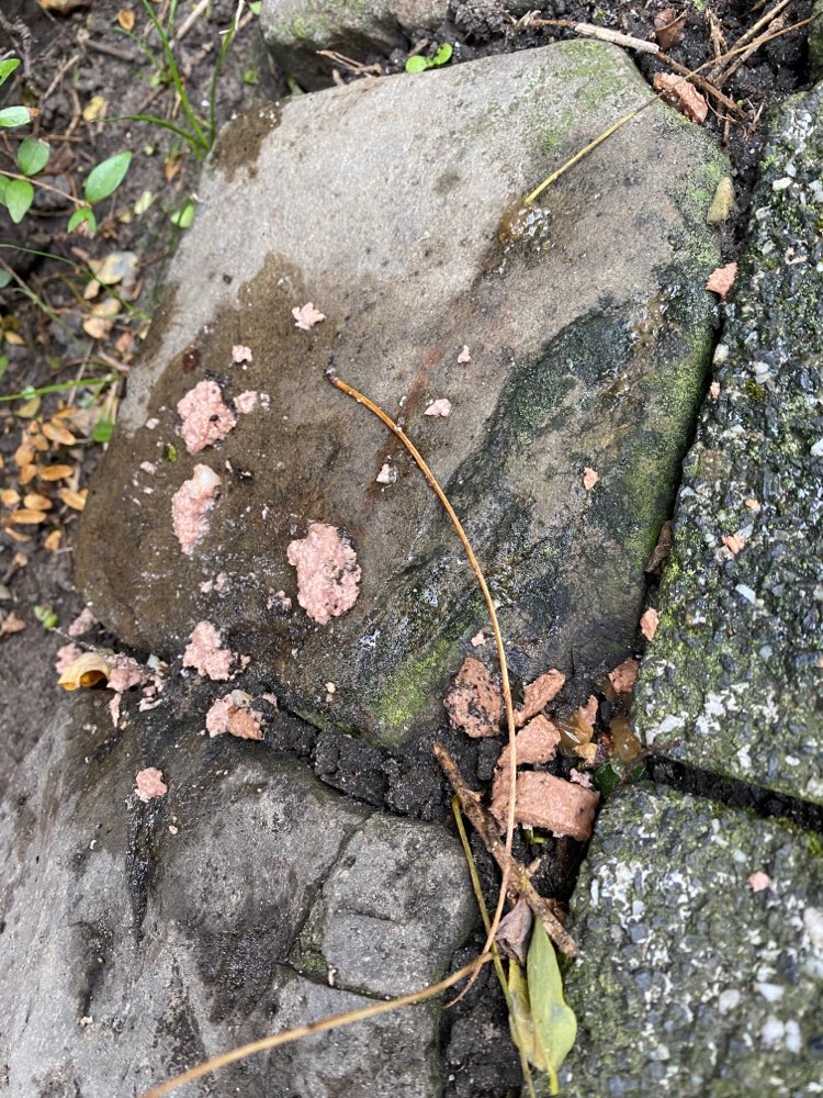 Giftköder-Möglicherweise Giftköder (Nassfutter)-Profilbild