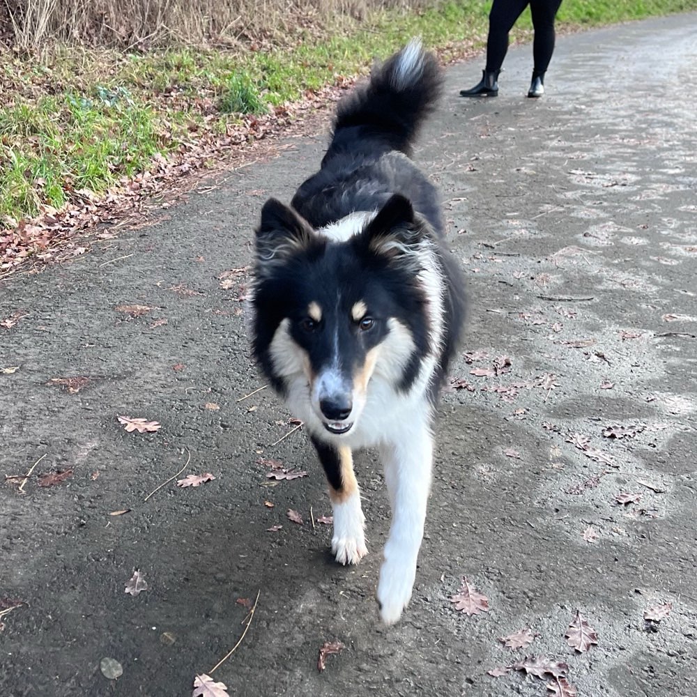 Hundetreffen-Gassi und Spielerunde Schlüchtern und Umgebung-Profilbild