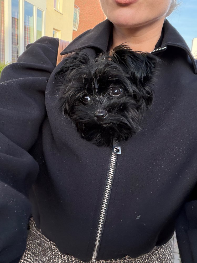 Hundetreffen-Play Dates, Gassi gehen, Welpentreff ☺️🐕‍🦺-Profilbild