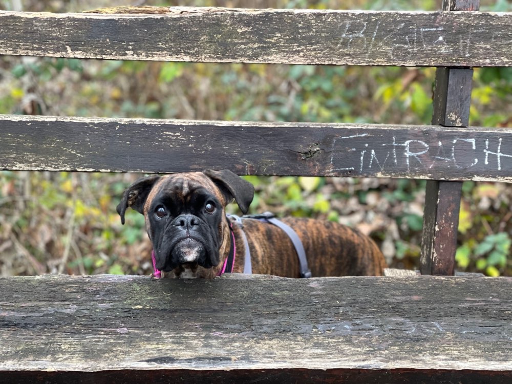 Hundetreffen-Spaziergang ohne Kontakt-Profilbild