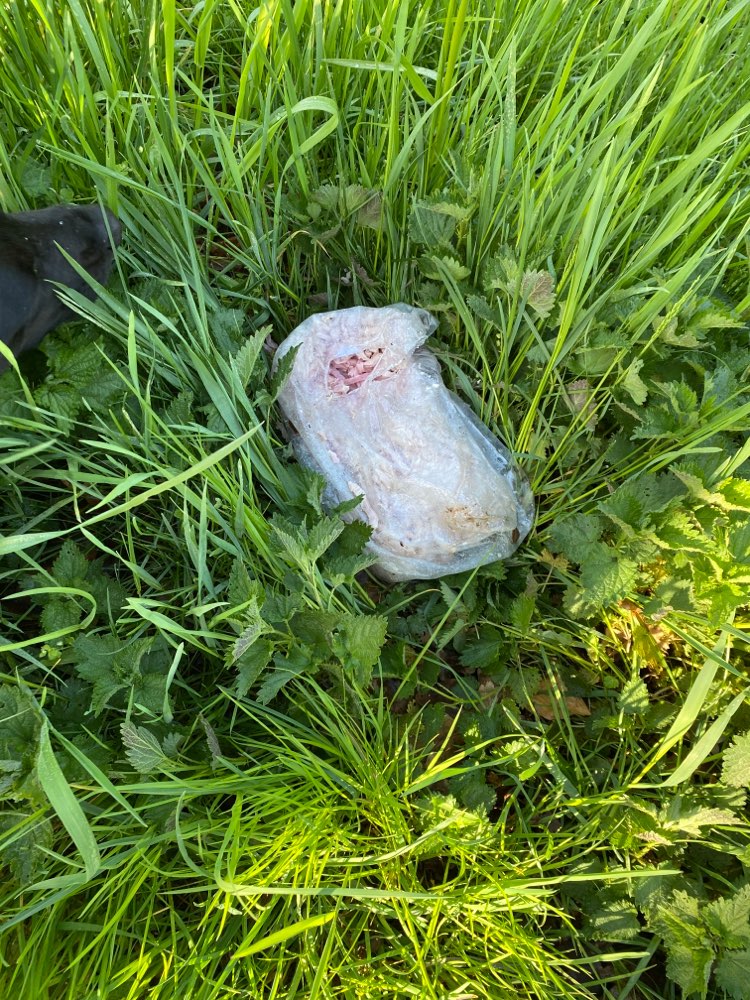 Giftköder-Tüte mit Speckstreifen-Profilbild