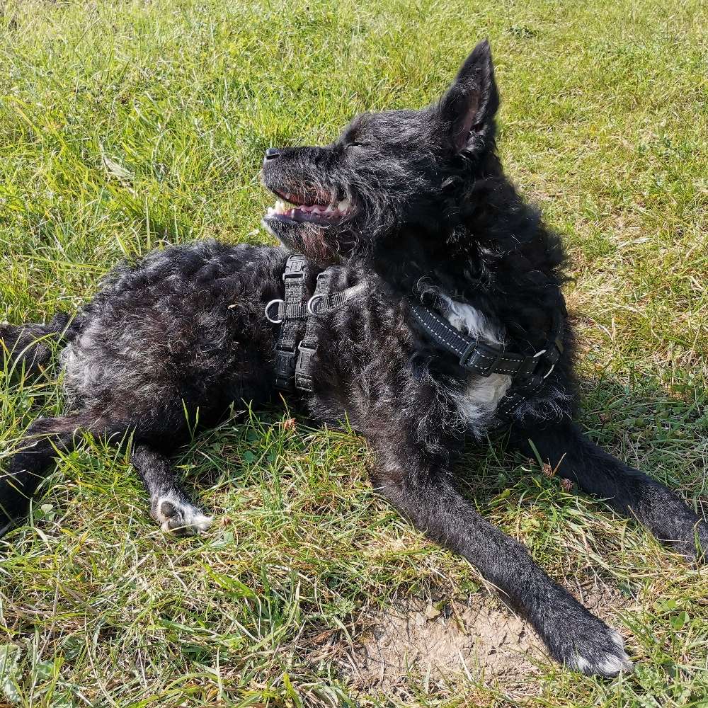 Hundetreffen-Spielkameraden und Gassi Freunde gesucht-Profilbild