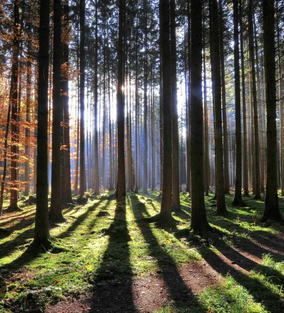 Hundetreffen-Gruppe aufbauen zum Spazieren gehen oder spielen/trainieren-Profilbild