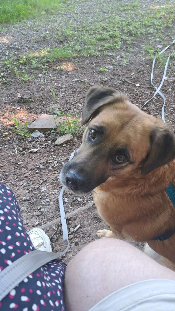 Hundetreffen-Hundekontakte-Profilbild