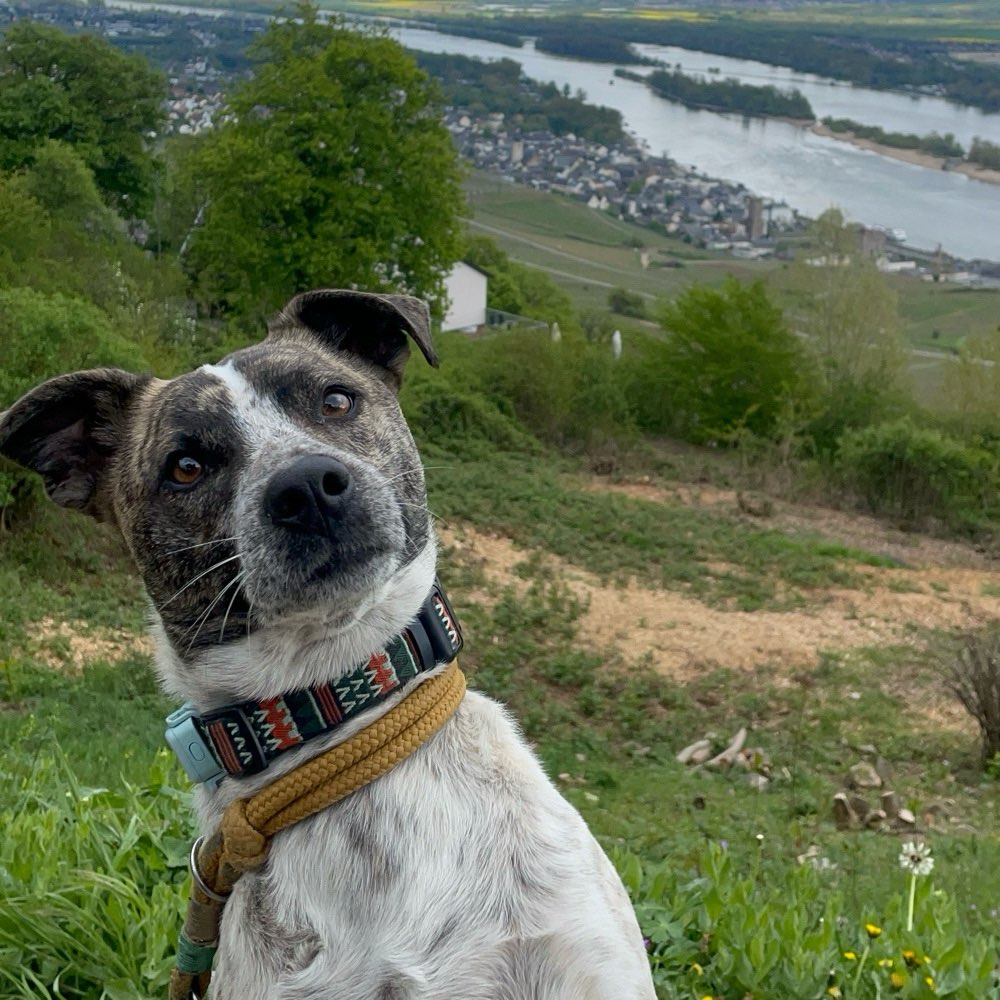 Hundetreffen-Kennenlernen-Profilbild