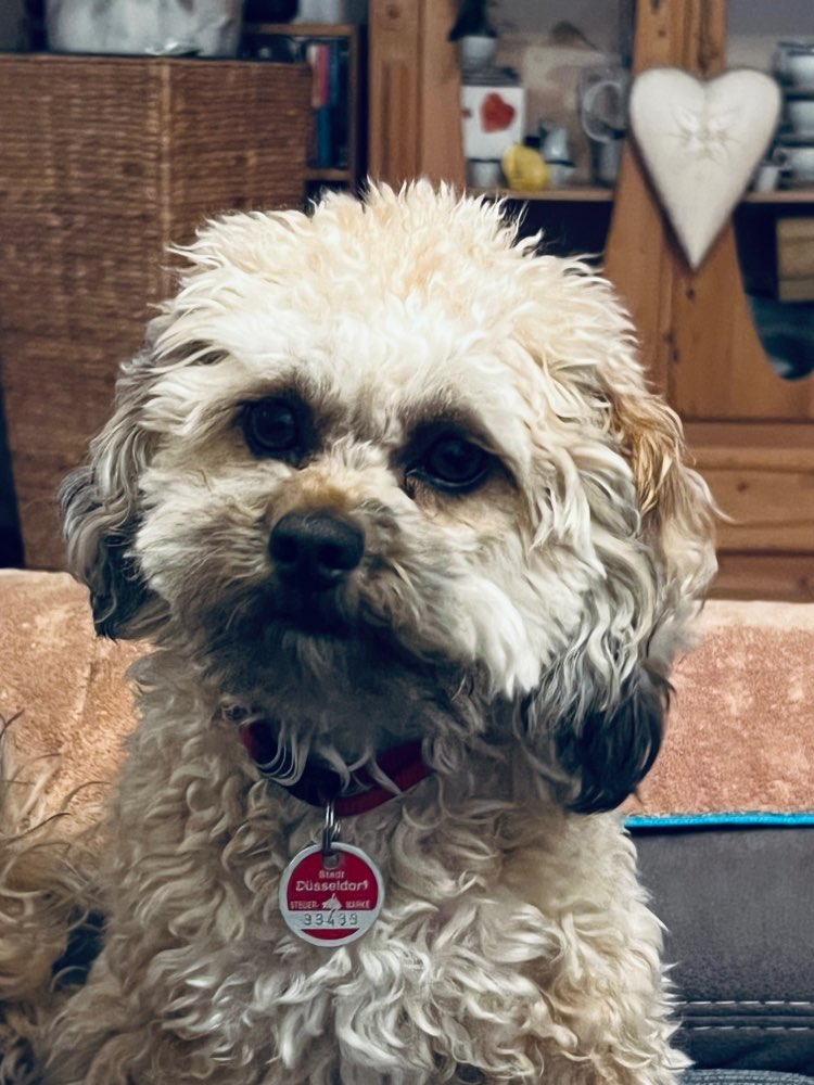 Hundetreffen-Spielfreunde-Profilbild