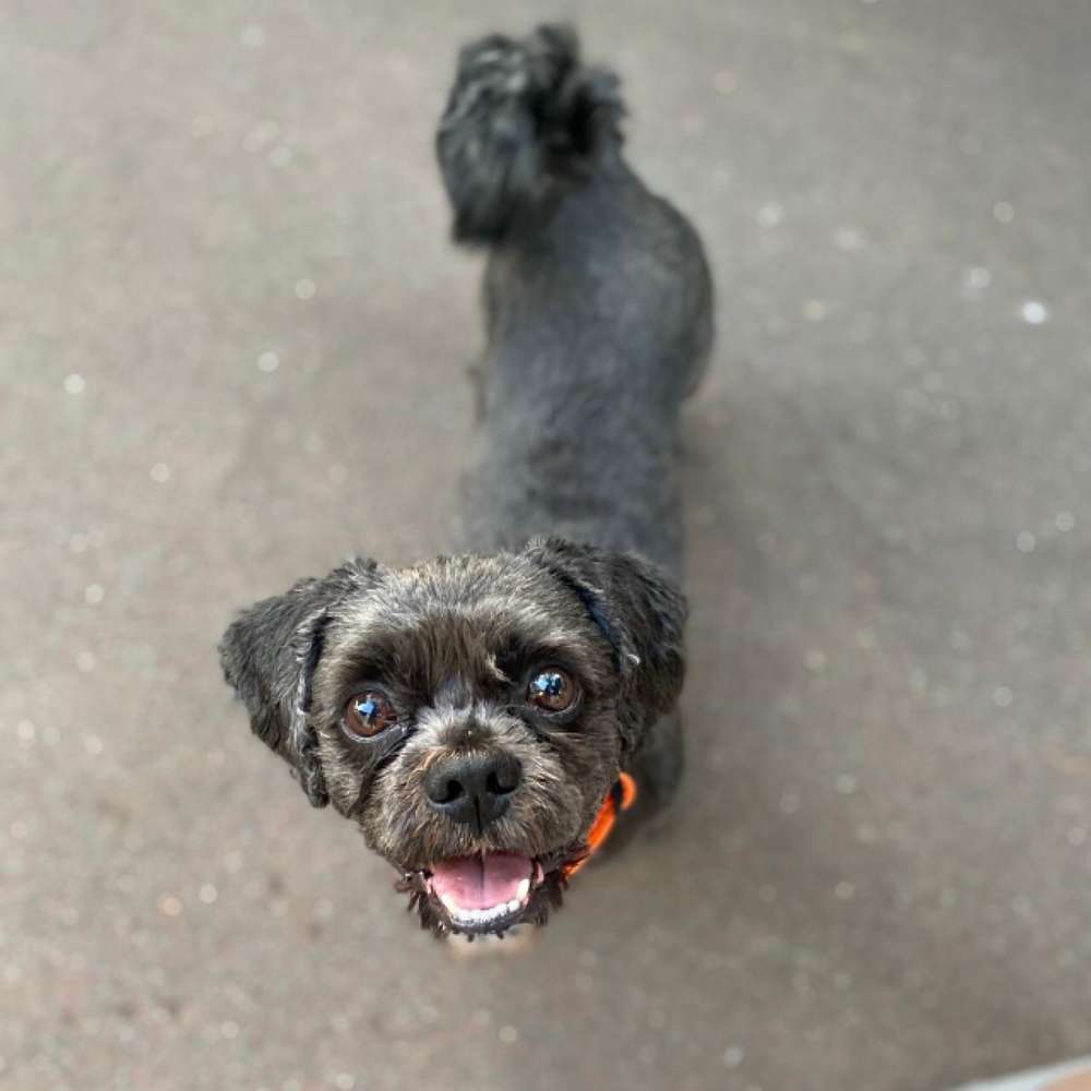 Hundetreffen-Spaziergang kleinere Hunde Parkanlage Galgenberg-Profilbild