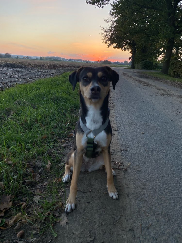 Hundetreffen-Spielerunde-Profilbild