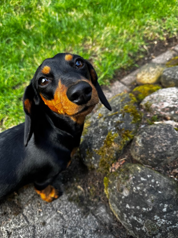 Hundetreffen-Graefe Dackel-Profilbild