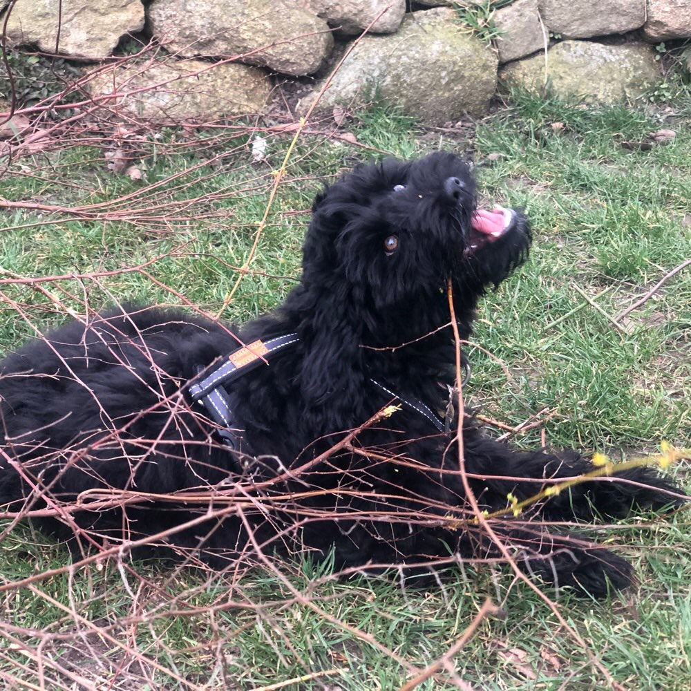 Hundetreffen-Welpentreffen/Spielrunde/Spaziergang zur Sozialisierung-Profilbild