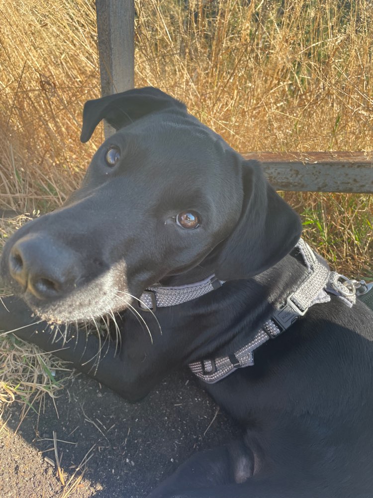 Hundetreffen-Junghund zum spielen und spazieren-Profilbild