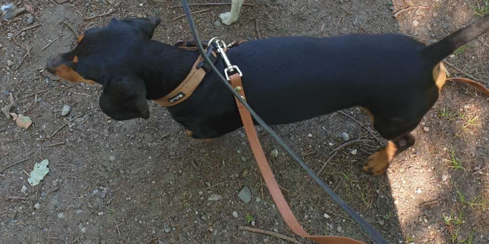 Hund Benji wird in Norderstedt vermisst! Dogorama App