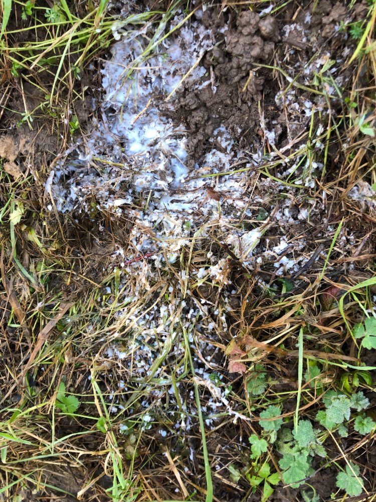 Giftköder-Rattengift oder Dünger weiß-Profilbild