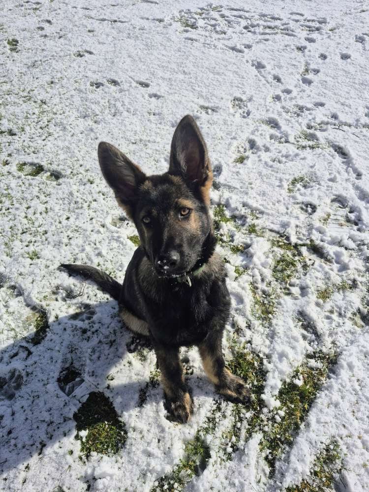 Hundetreffen-Gemeinsame Spaziergänge-Profilbild