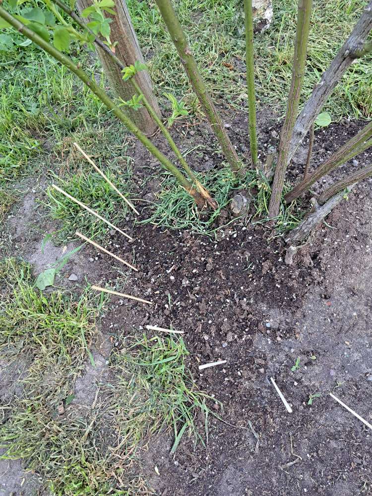 Giftköder-Dünger Blaukorn-Profilbild