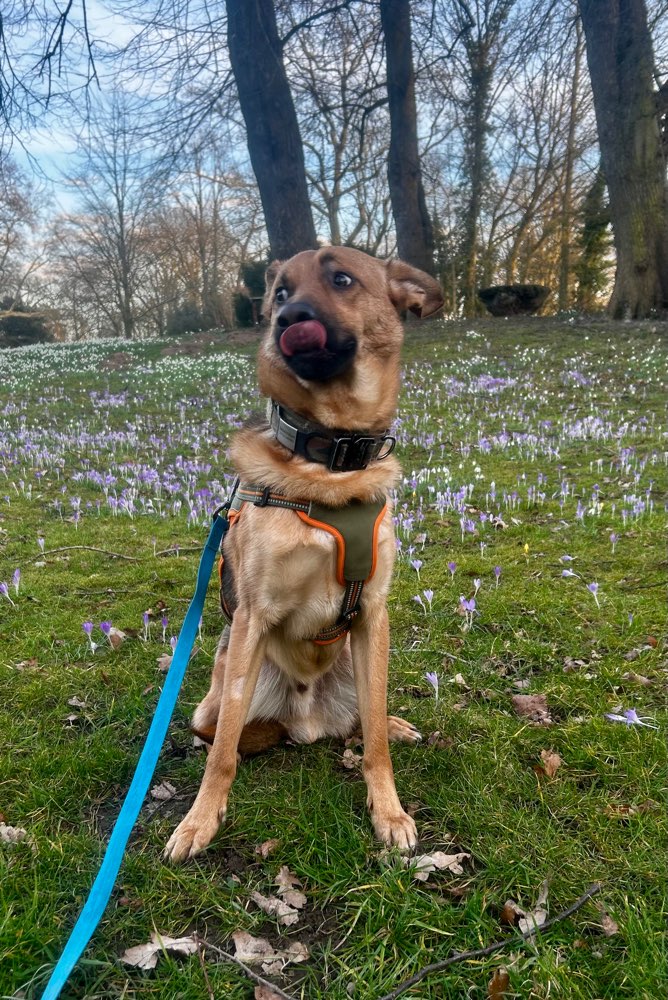 Hundetreffen-Treffen in Düsseldorf-Profilbild