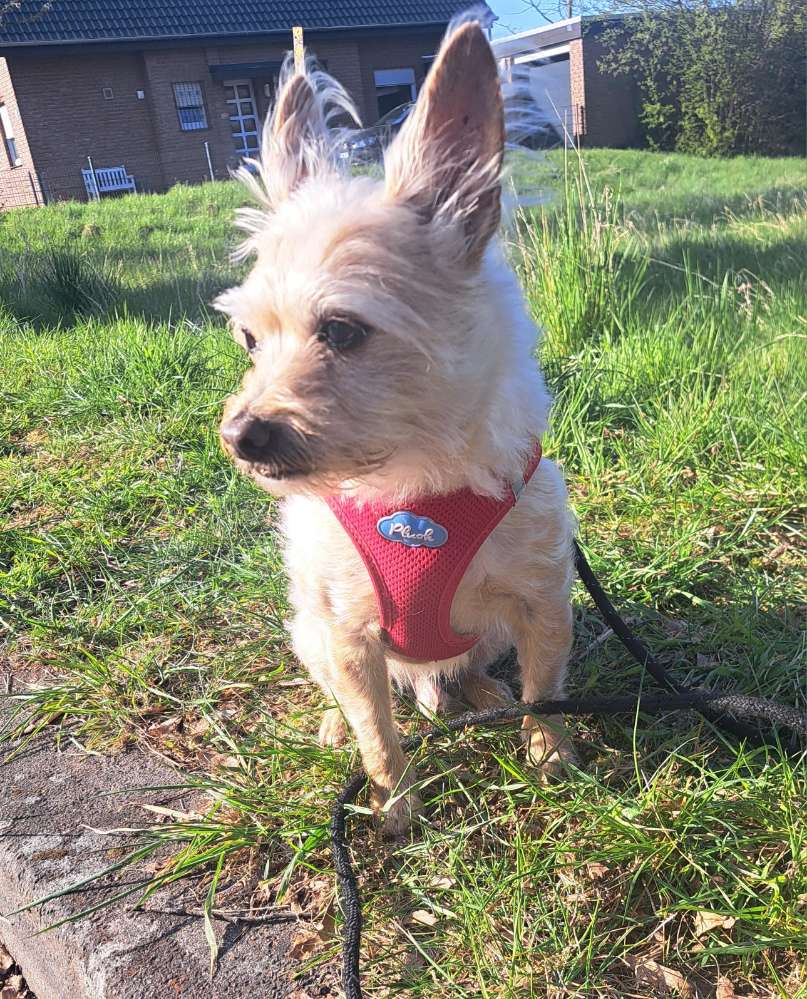 Hundetreffen-Würde mich über eine nette gemeinsame Gassirunde freuen. Ob Wald oder Weser. Bin auch mobil-Profilbild