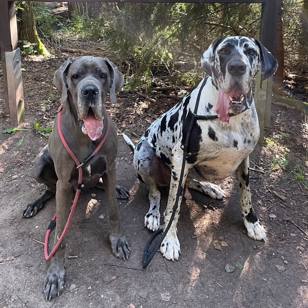 Hundetreffen-Gassipartner/Spielkumpel-Profilbild