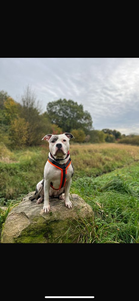 Hundetreffen-Lillith sucht neue Bekanntschaften🐶🤍-Profilbild