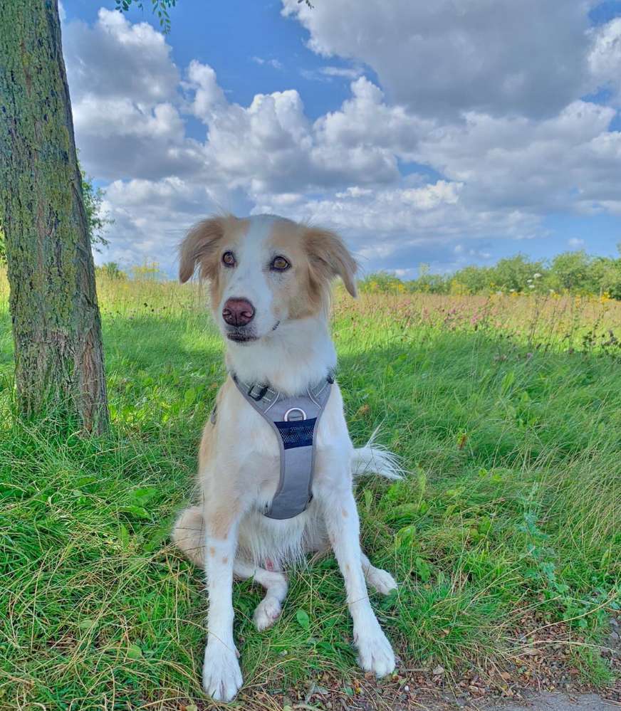 Hundetreffen-Hunderunde ❤️-Profilbild