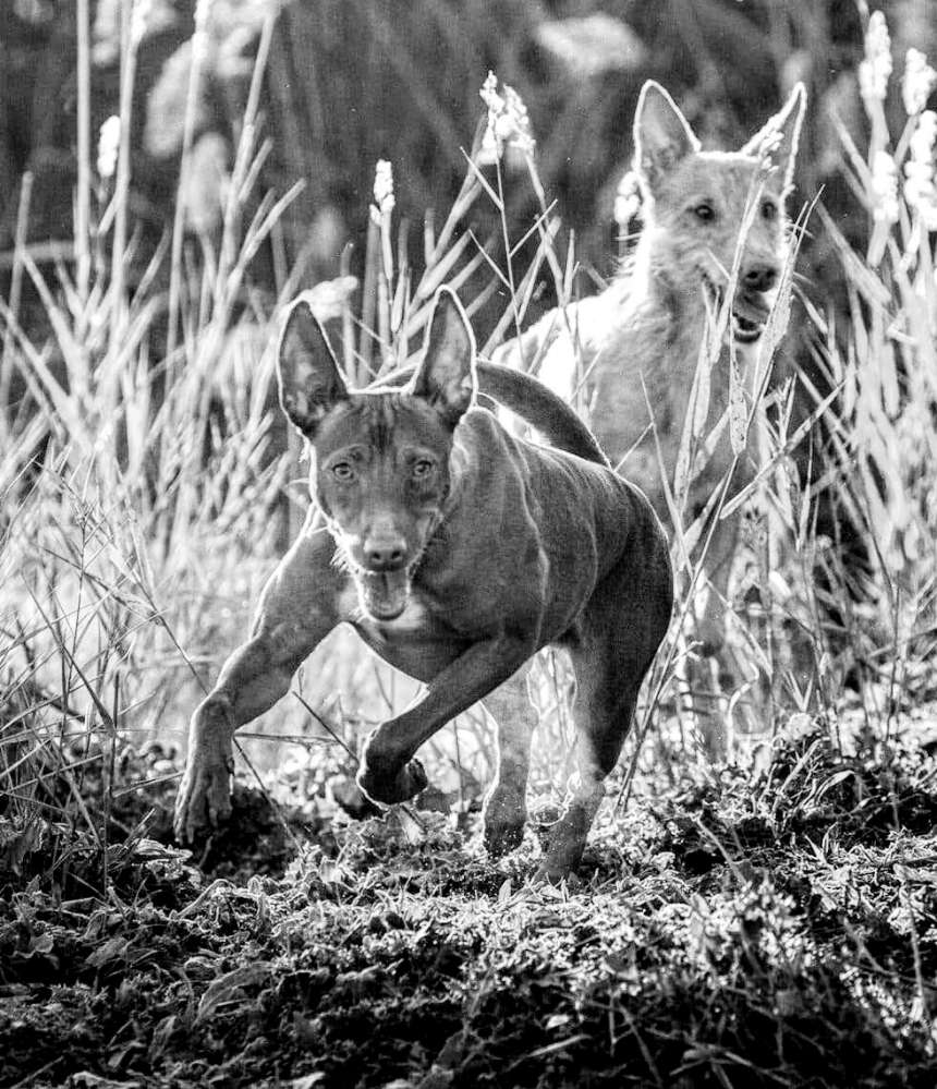 Hundetreffen-Podencos und Windhunde-Profilbild