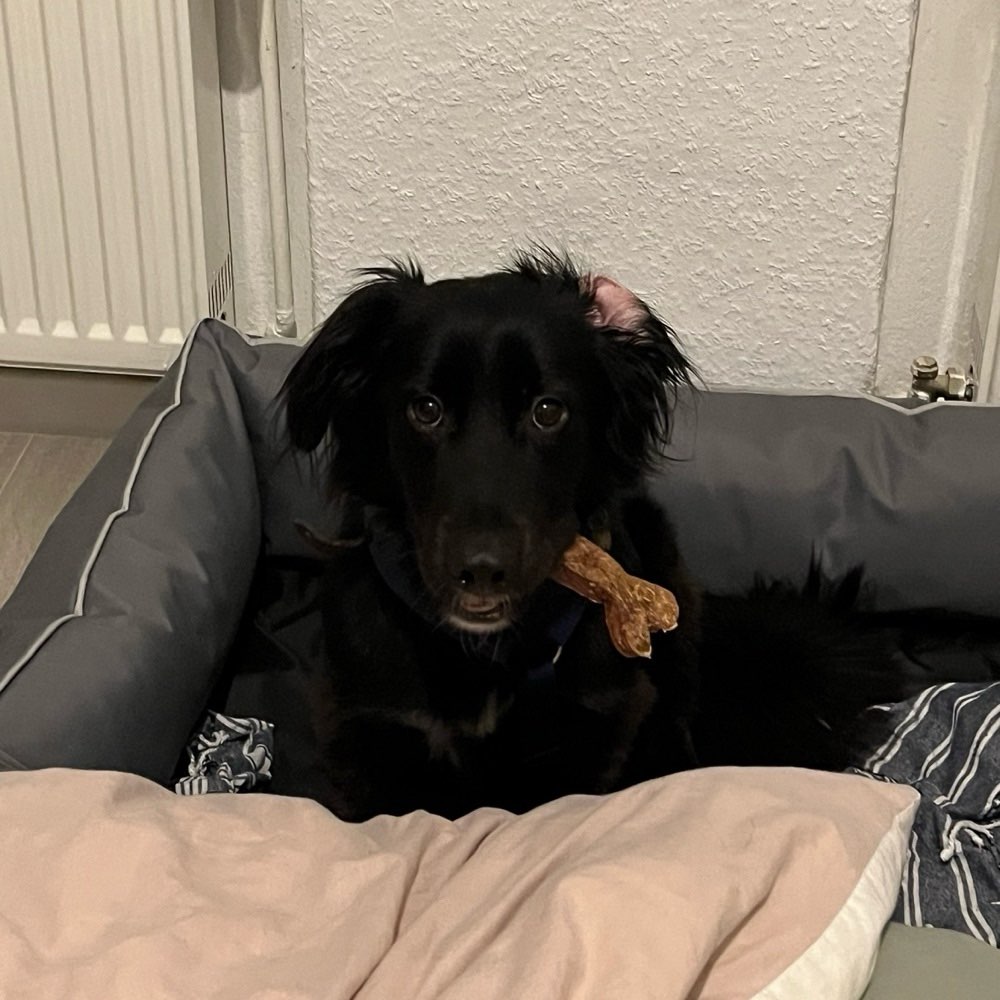 Hundetreffen-Social-Walk-Profilbild