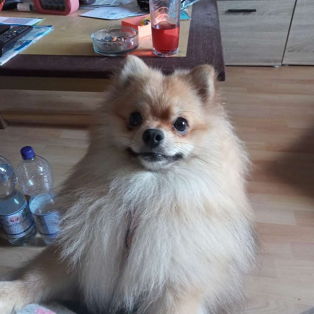 Hundetreffen-Gassi gehen-Profilbild