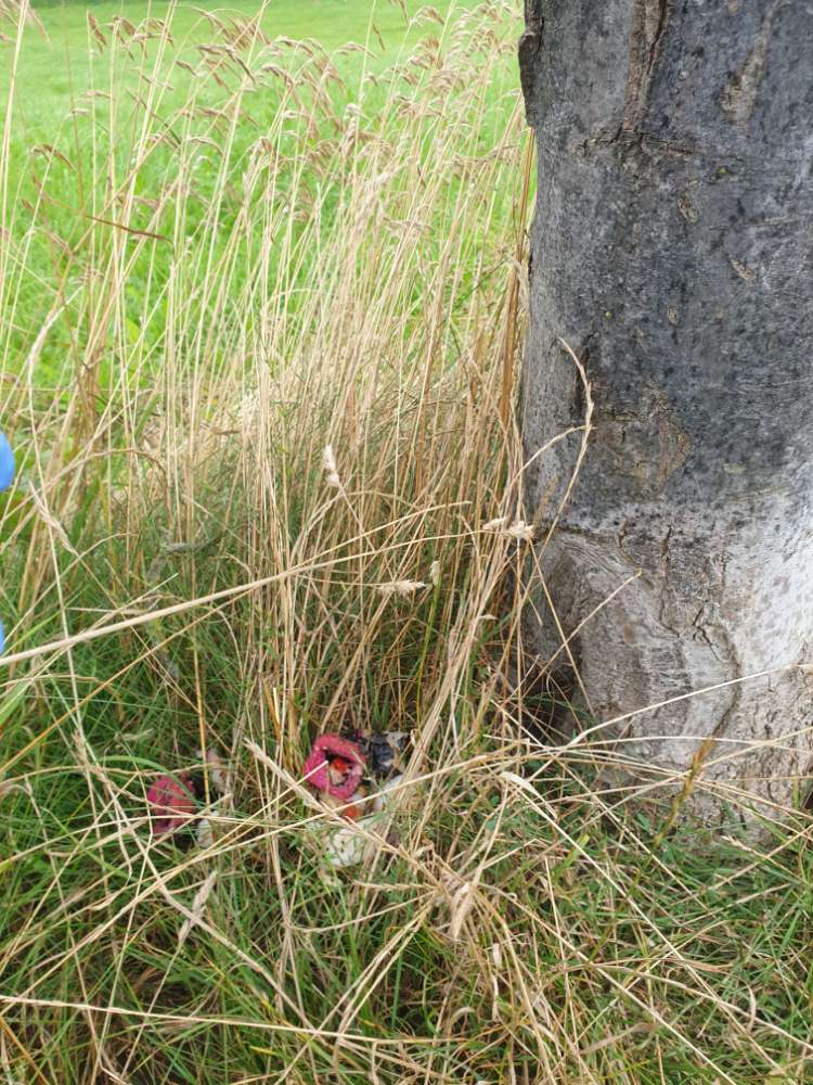 Giftköder-Giftköder-Profilbild