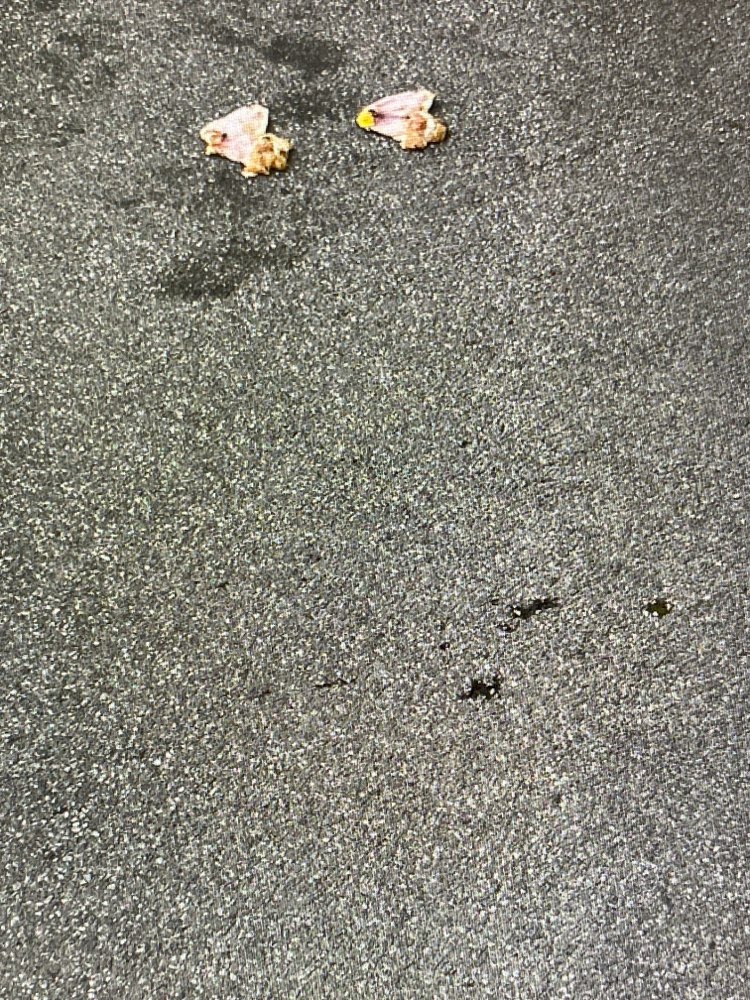 Giftköder-Fleischreste auf dem Boden-Profilbild