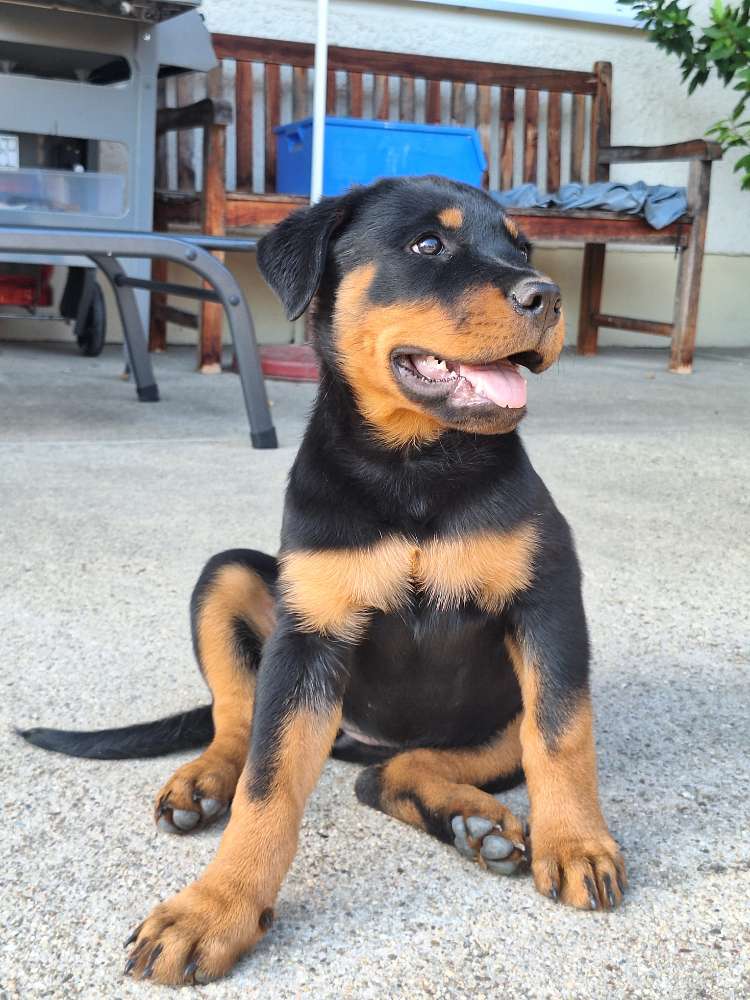 Hundetreffen-Spielkameraden-Profilbild