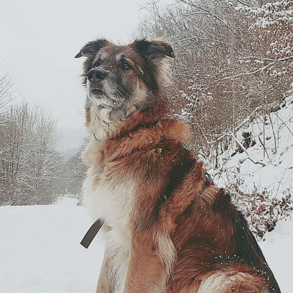 Hundetreffen-Hundebegegnungen Üben-Profilbild