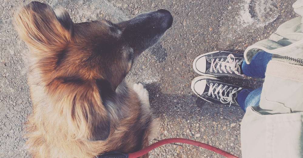 Hundetreffen-Spaziergang, Hundetreffen Oberkochen-Profilbild