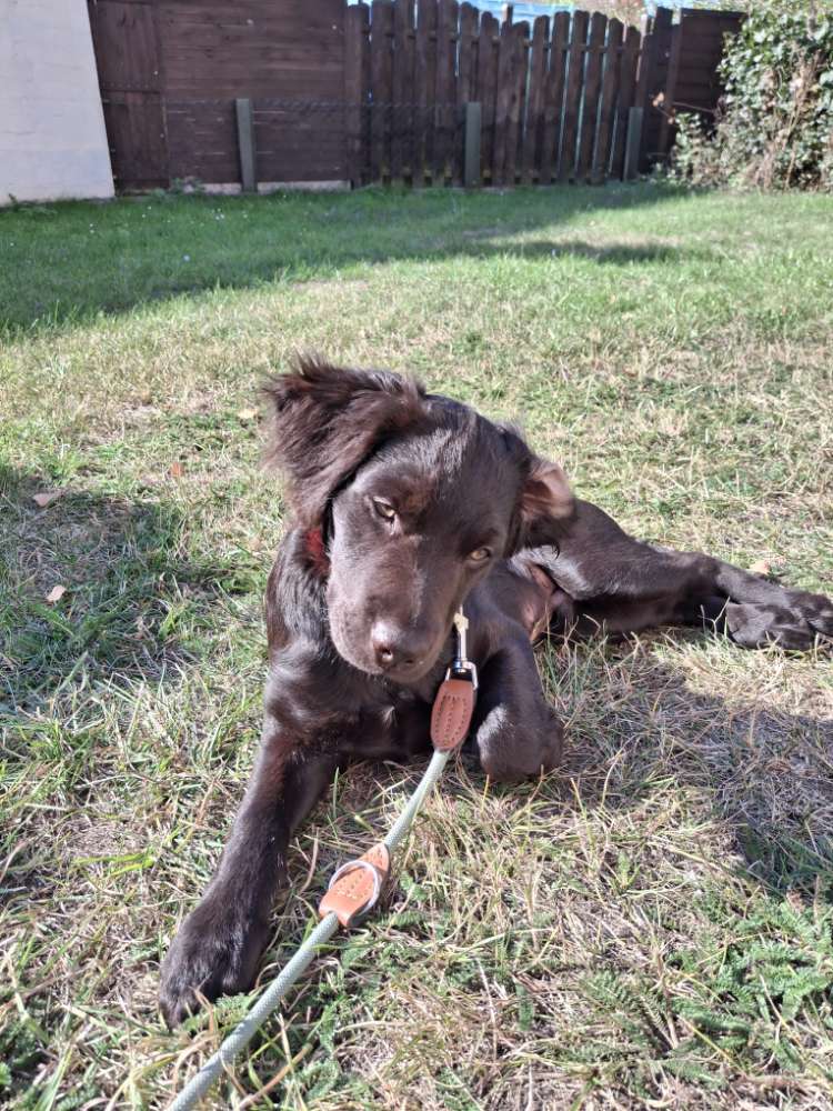 Hundetreffen-Gassi gehen in Peine-Profilbild
