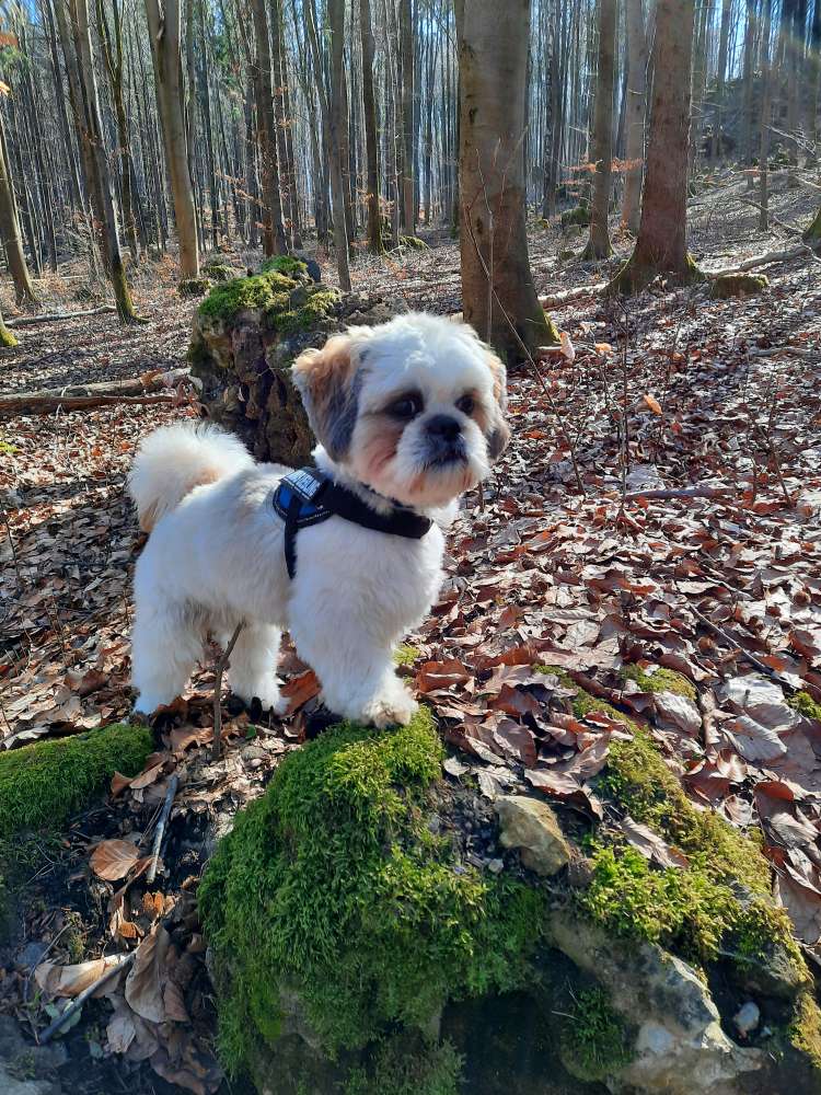 Hundetreffen-Hundetreffen-Profilbild