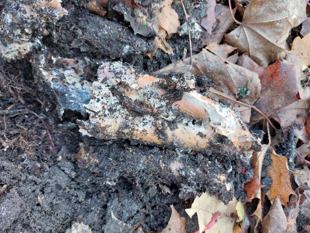 Giftköder-Köder aus Würstchen-Profilbild