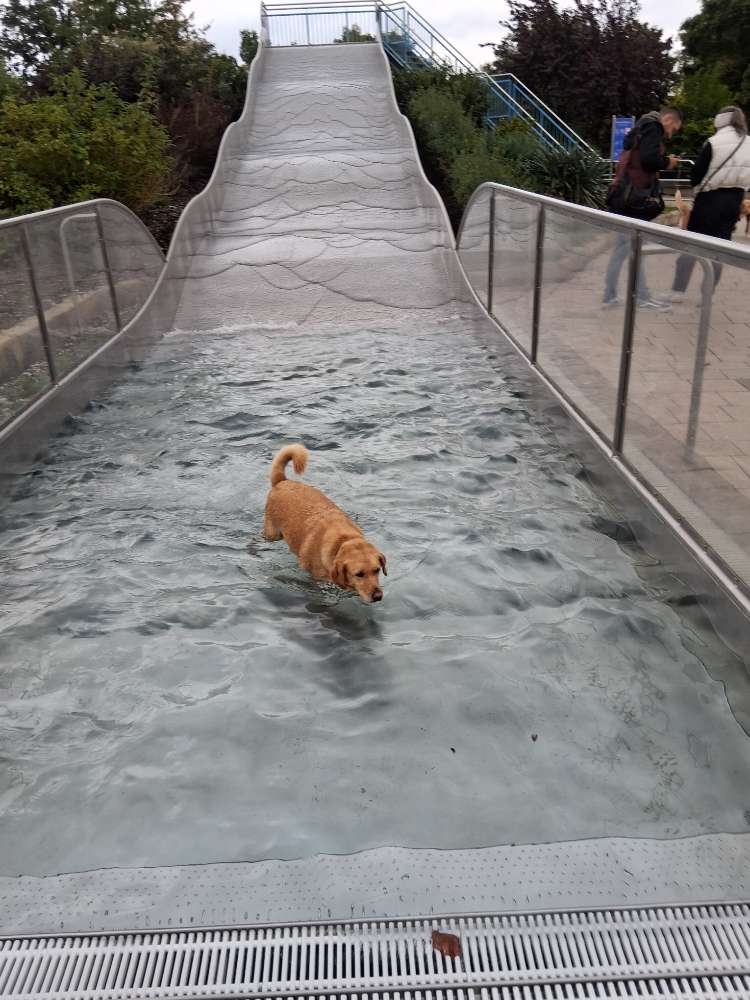 Hundetreffen-Treffen zum Spielen und Gassi gehen-Profilbild