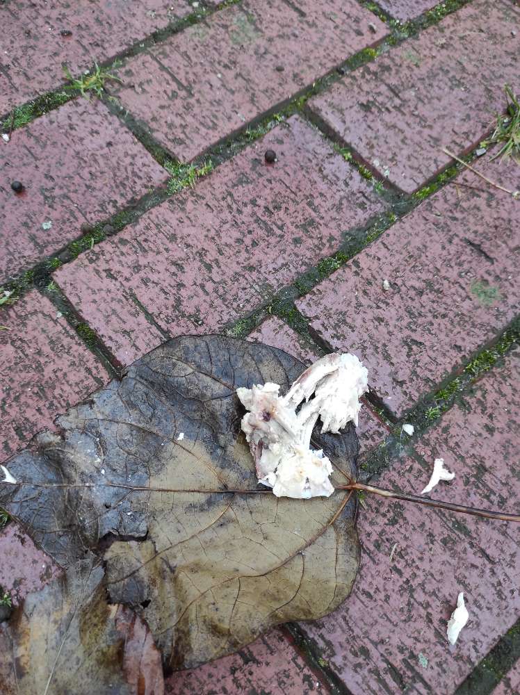 Giftköder-Hähnchenfleisch & Knochen-Profilbild