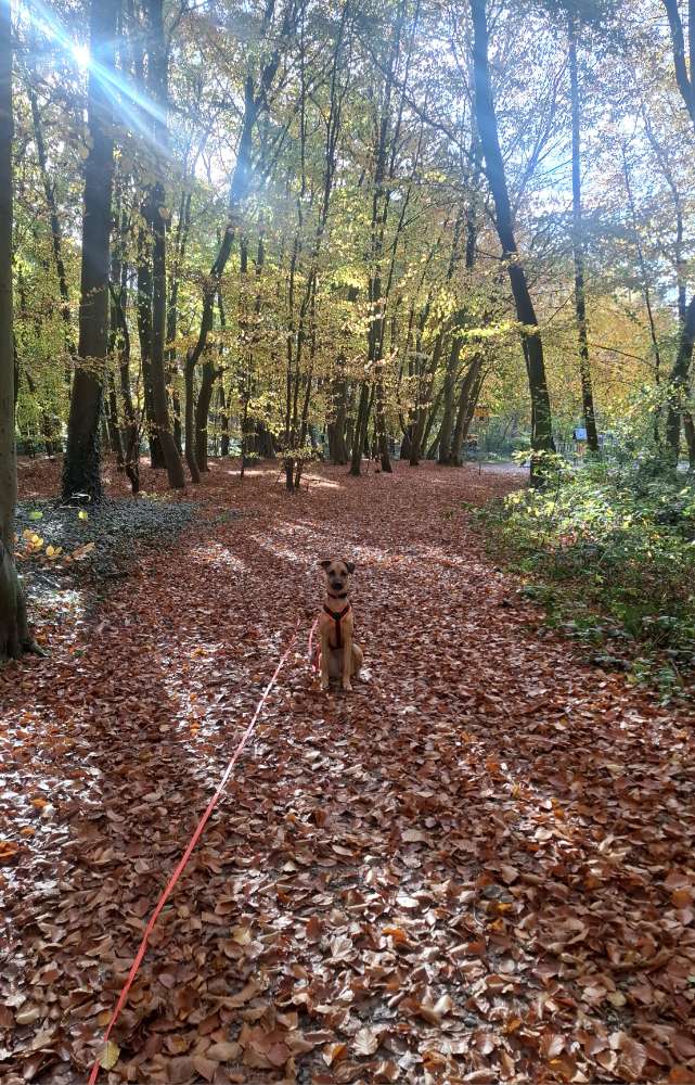 Hundetreffen-Spieldate gesucht 🐶-Profilbild