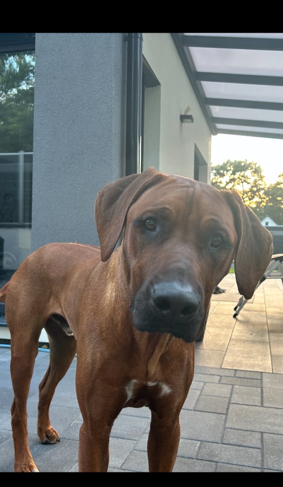 Hundetreffen-Treffen in Schönwalde-Glien zum trainieren und Spielen-Profilbild