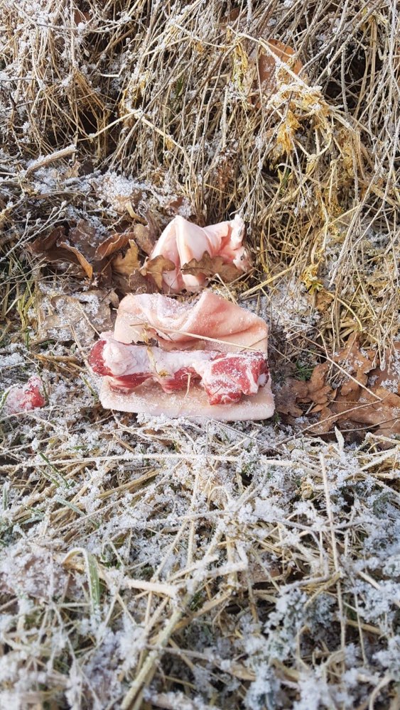 Giftköder-Ausgelegtes Fleisch/Knochen-Profilbild