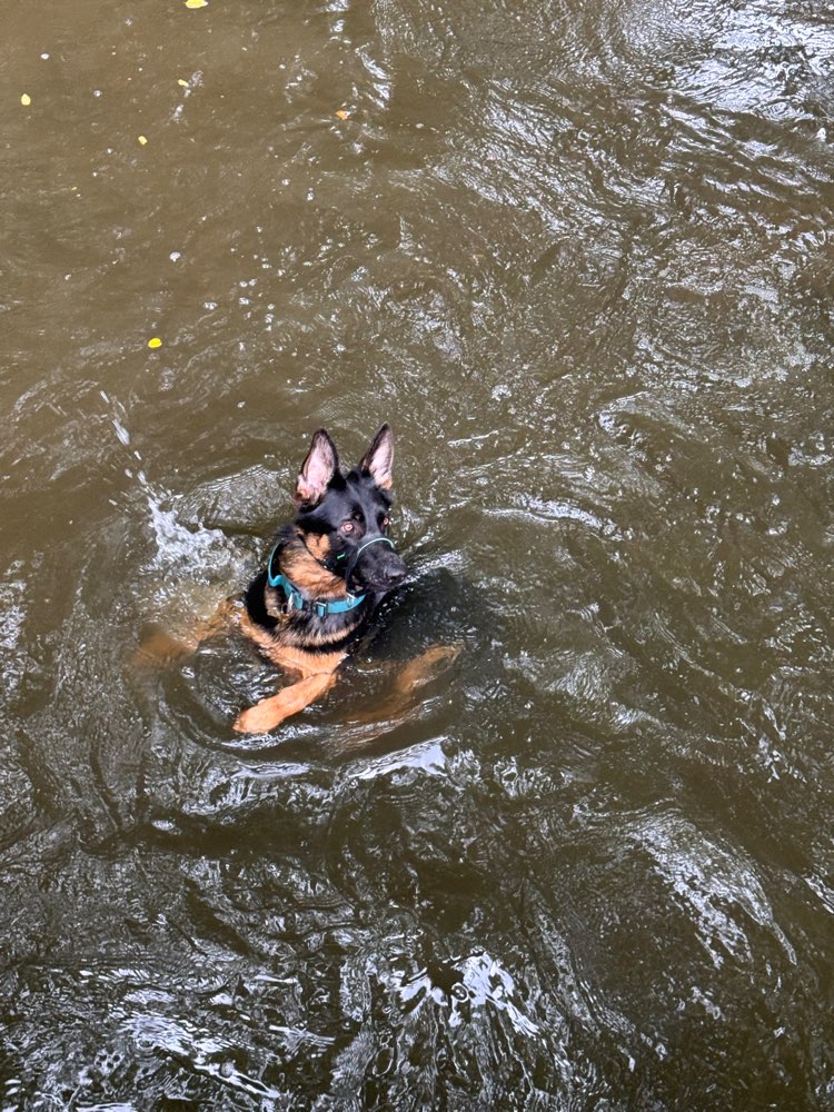 Hundetreffen-Spiel Date?-Profilbild