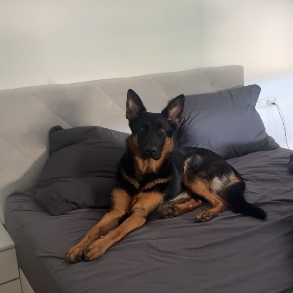 Hundetreffen-Spiel Date?-Profilbild