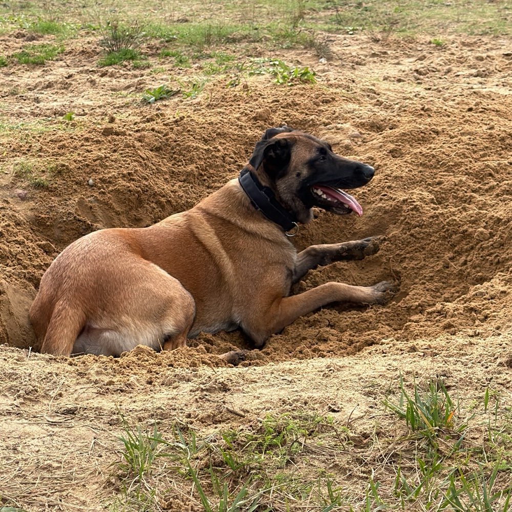 Hundetreffen-🐾 Gassitreffen & Hundefreundschaften in Bremerhaven-Geestemünde! 🐶❤️-Profilbild