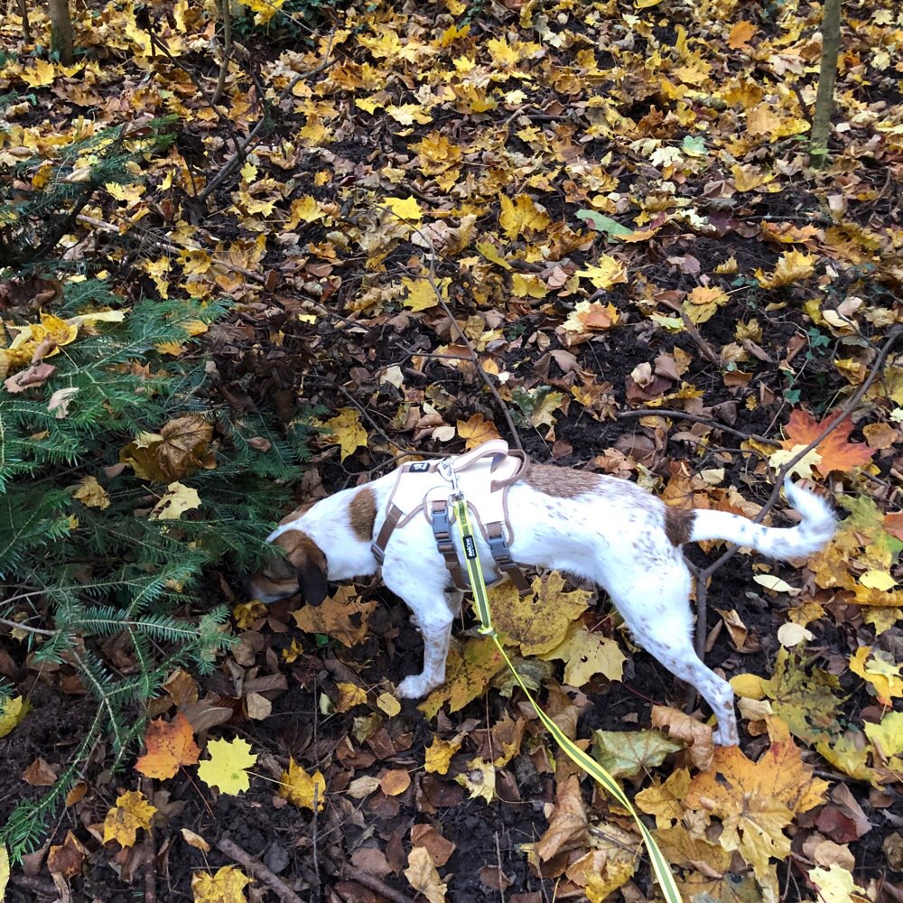 Hundetreffen-Gassi & Spielrunde mit Junghund-Profilbild