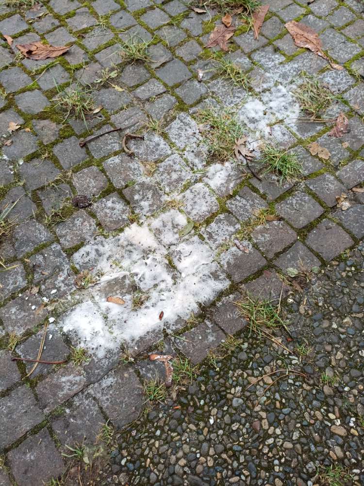 Giftköder-Giftkoeder Rattengift-Profilbild